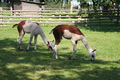 Killikus&reg; Fotographie